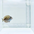 Doctorfish Tang