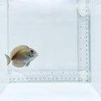Doctorfish Tang