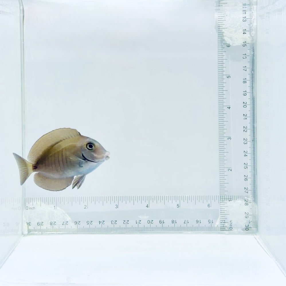 Doctorfish Tang