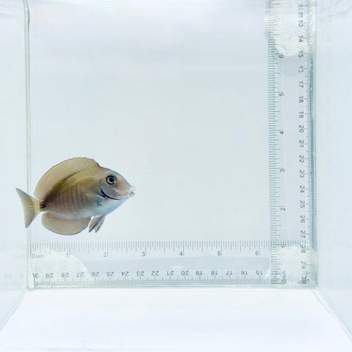 Doctorfish Tang