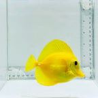 True Hawaiian Yellow Tang