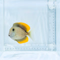 Flame Fin Tomini Tang