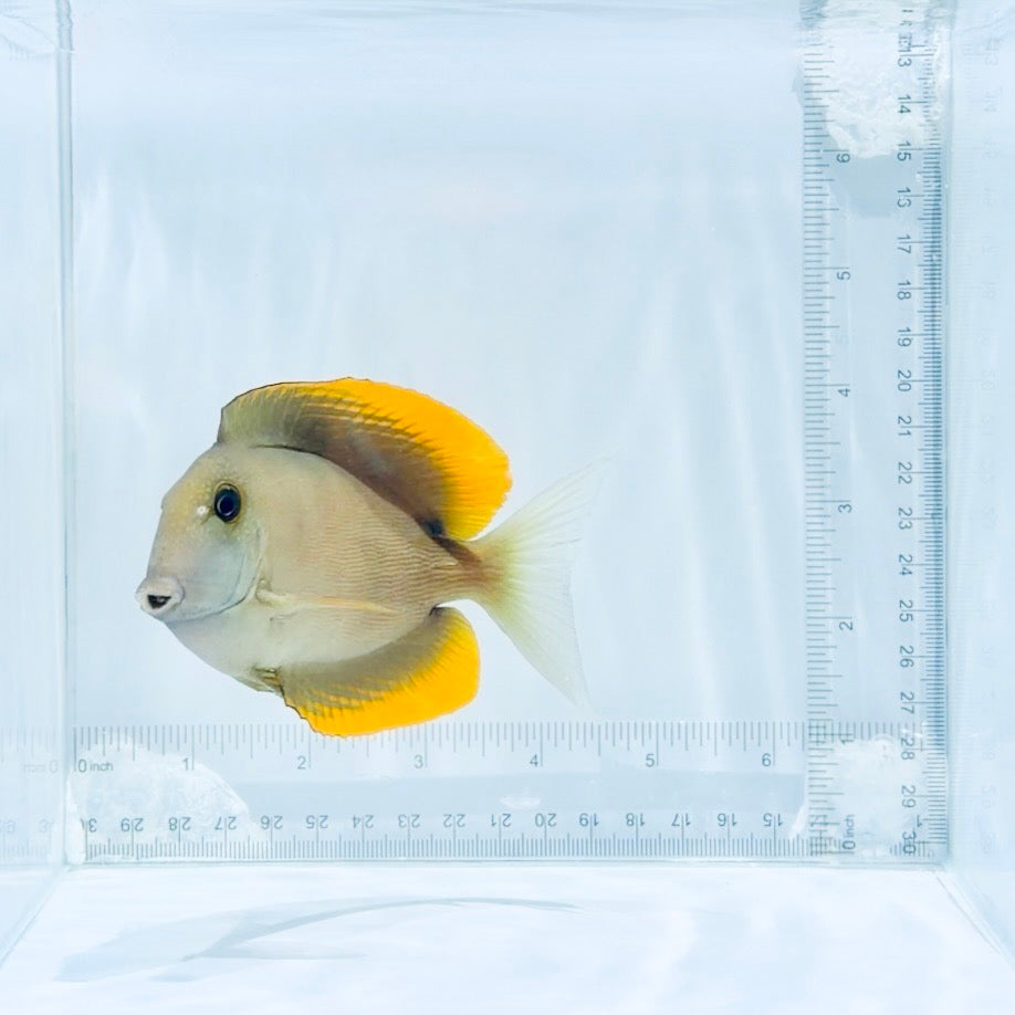 Flame Fin Tomini Tang