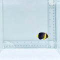 Blueline Angelfish