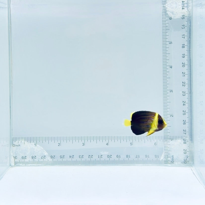 Blueline Angelfish