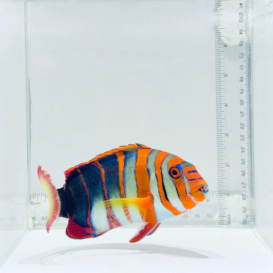 Aussie Harlequin Tusk