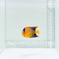 Queen Angelfish