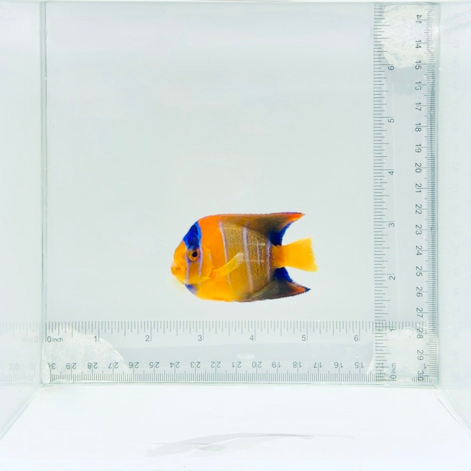 Queen Angelfish