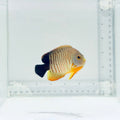 Red Stripe Eibli Angelfish