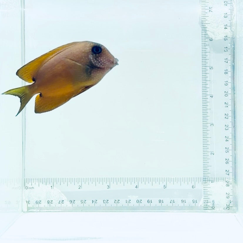 Two Spot Bristletooth Tang