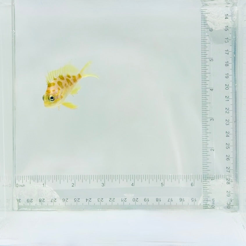 Borbonius (Blotchy) Anthias