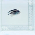 Lamarck Angelfish