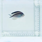 Lamarck Angelfish