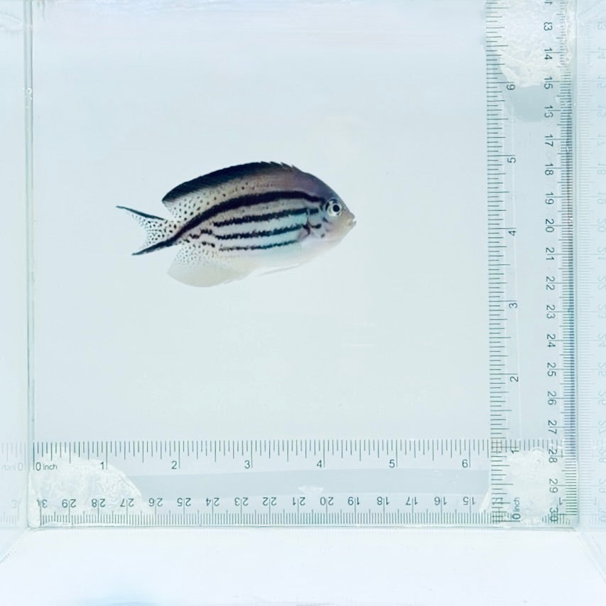 Lamarck Angelfish