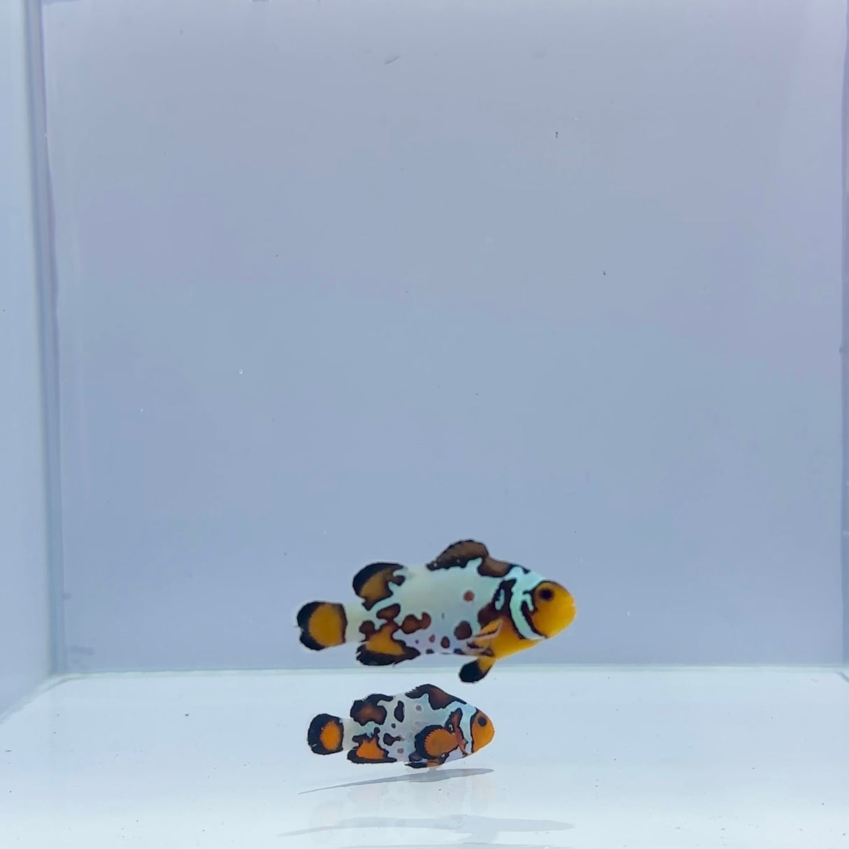 Ultra Ice Bullet Hole Clownfish Pair