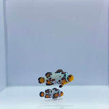 Ultra Ice Bullet Hole Clownfish Pair