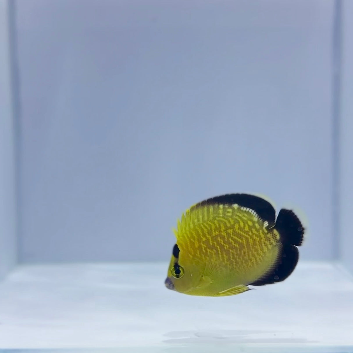 Gold Flake Angelfish