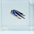 (Female) Bellus Angelfish
