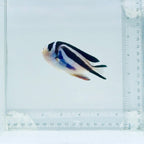 (Female) Bellus Angelfish