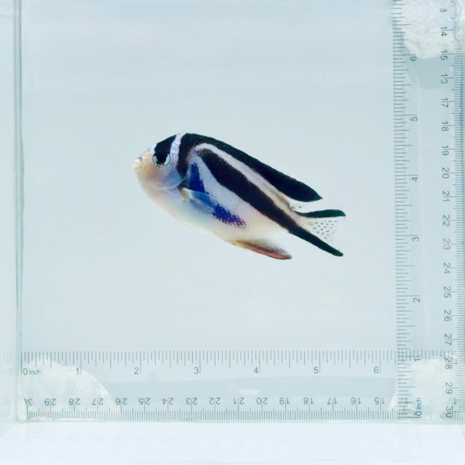 (Female) Bellus Angelfish