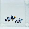 Snowstorm Ocellaris & Onyx Percula Clownfish Pair
