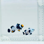 Snowstorm Ocellaris & Onyx Percula Clownfish Pair