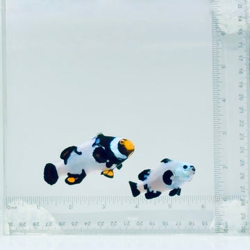 Snowstorm Ocellaris & Onyx Percula Clownfish Pair
