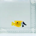 One Spot Foxface