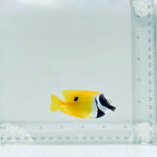 One Spot Foxface