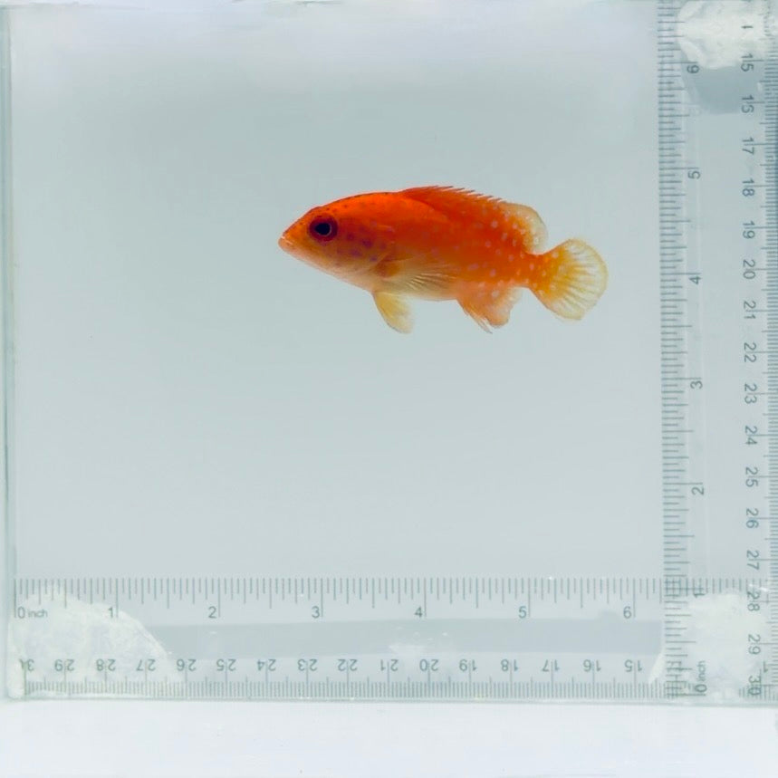 Miniatus Grouper Fish