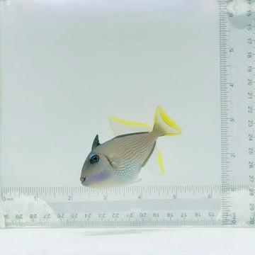 (Male) Blue Throat Triggerfish