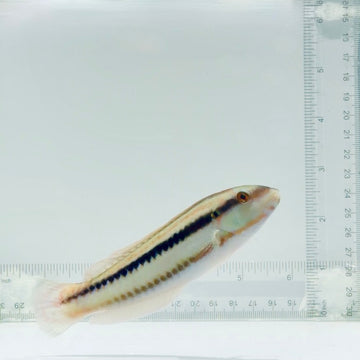 Slippery Dick Wrasse
