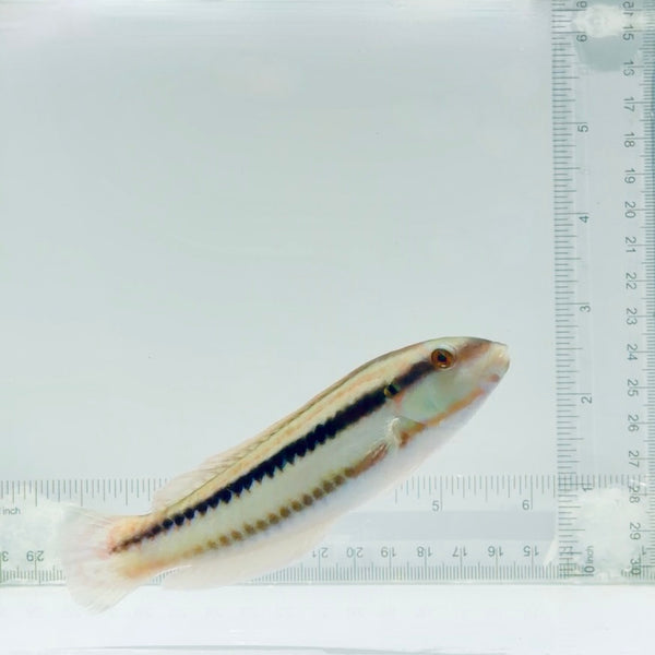 Slippery Dick Wrasse