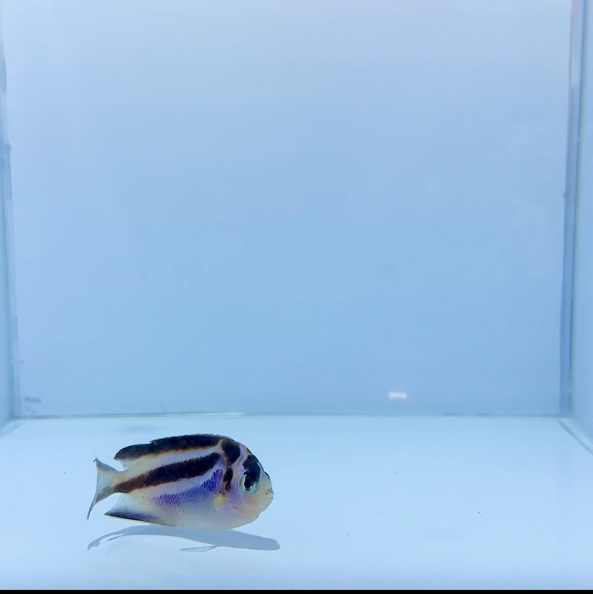 Captive-Bred Bellus Angel Fish