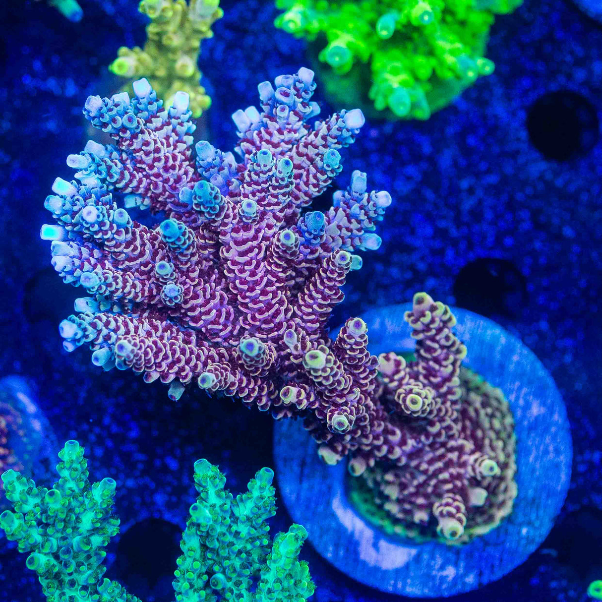 TSA Rainbow Sherbet Acropora