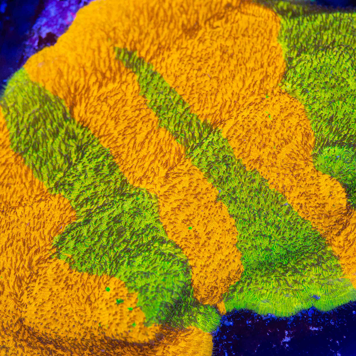 TSA Citrus Blast Grafted Lithophyllon Coral