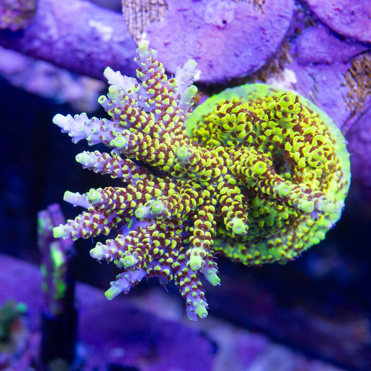 Starlight Acropora Frag – Top Shelf Aquatics