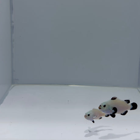 Snow Storm Clownfish Pair - Top Shelf Aquatics