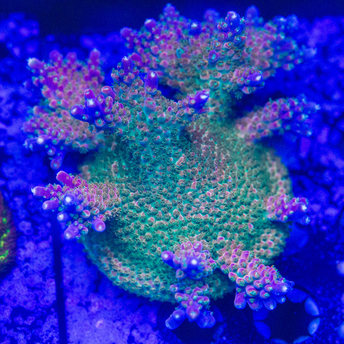 Bubble bath unicorn acropora – Top Shelf Aquatics