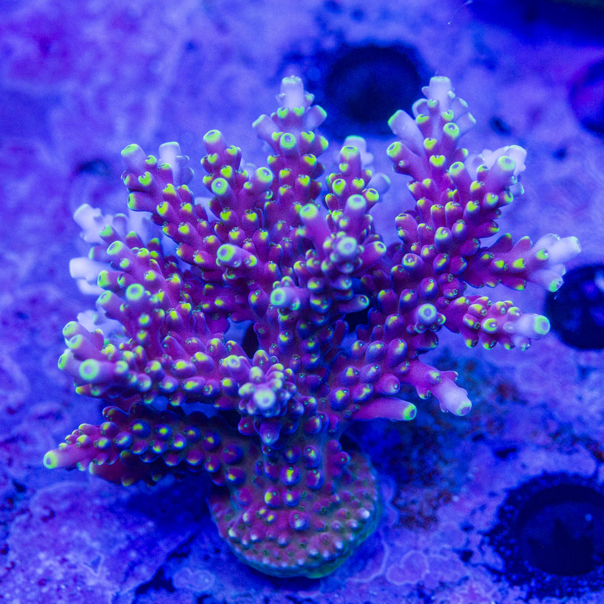 TSA Purple Rain Acropora – Top Shelf Aquatics