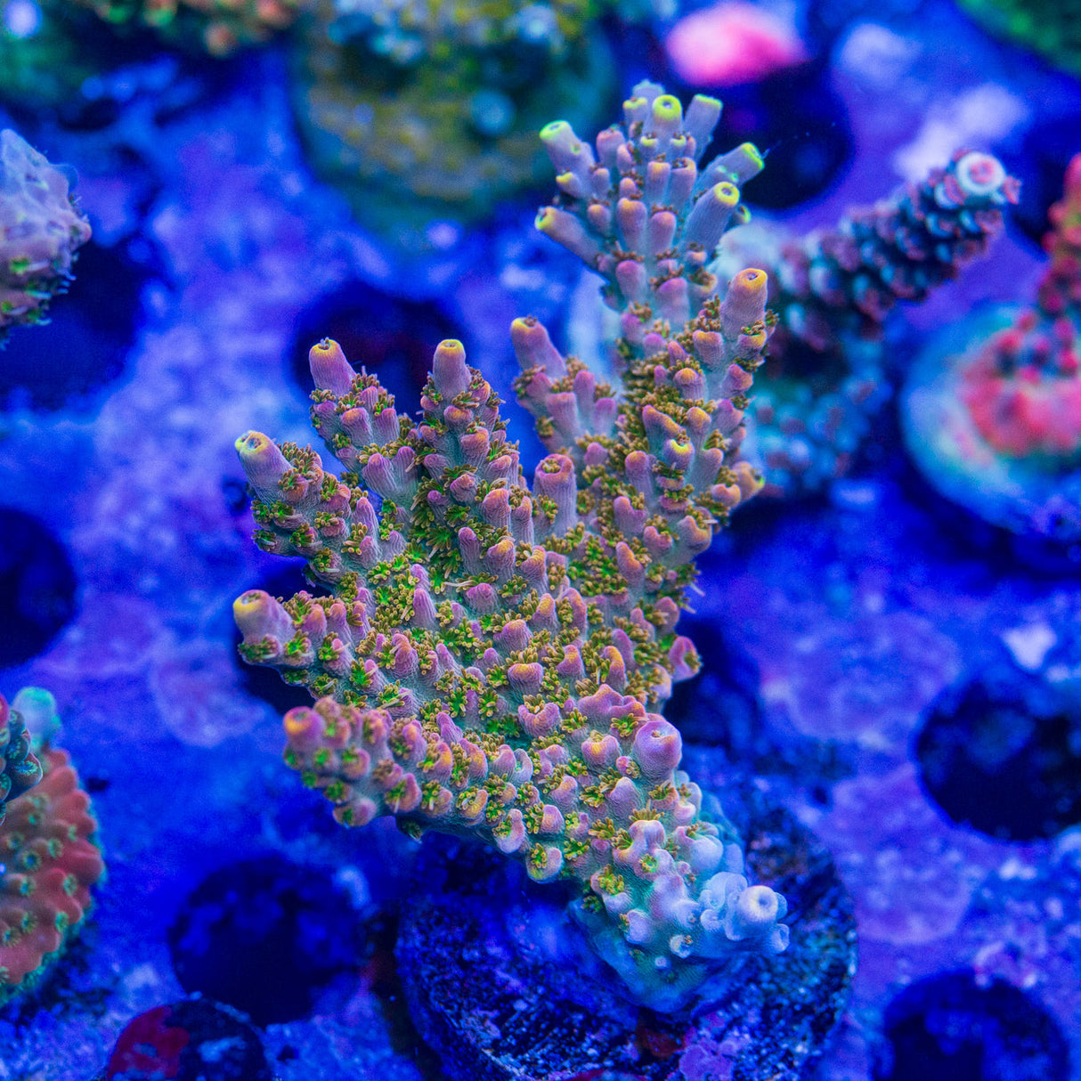 TSA Long island Acropora