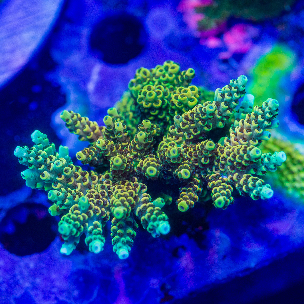 TSA Jamba Juice Acropora – Top Shelf Aquatics