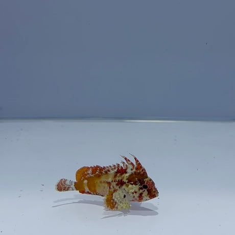 Pygmy Red Rooster Waspfish - Top Shelf Aquatics