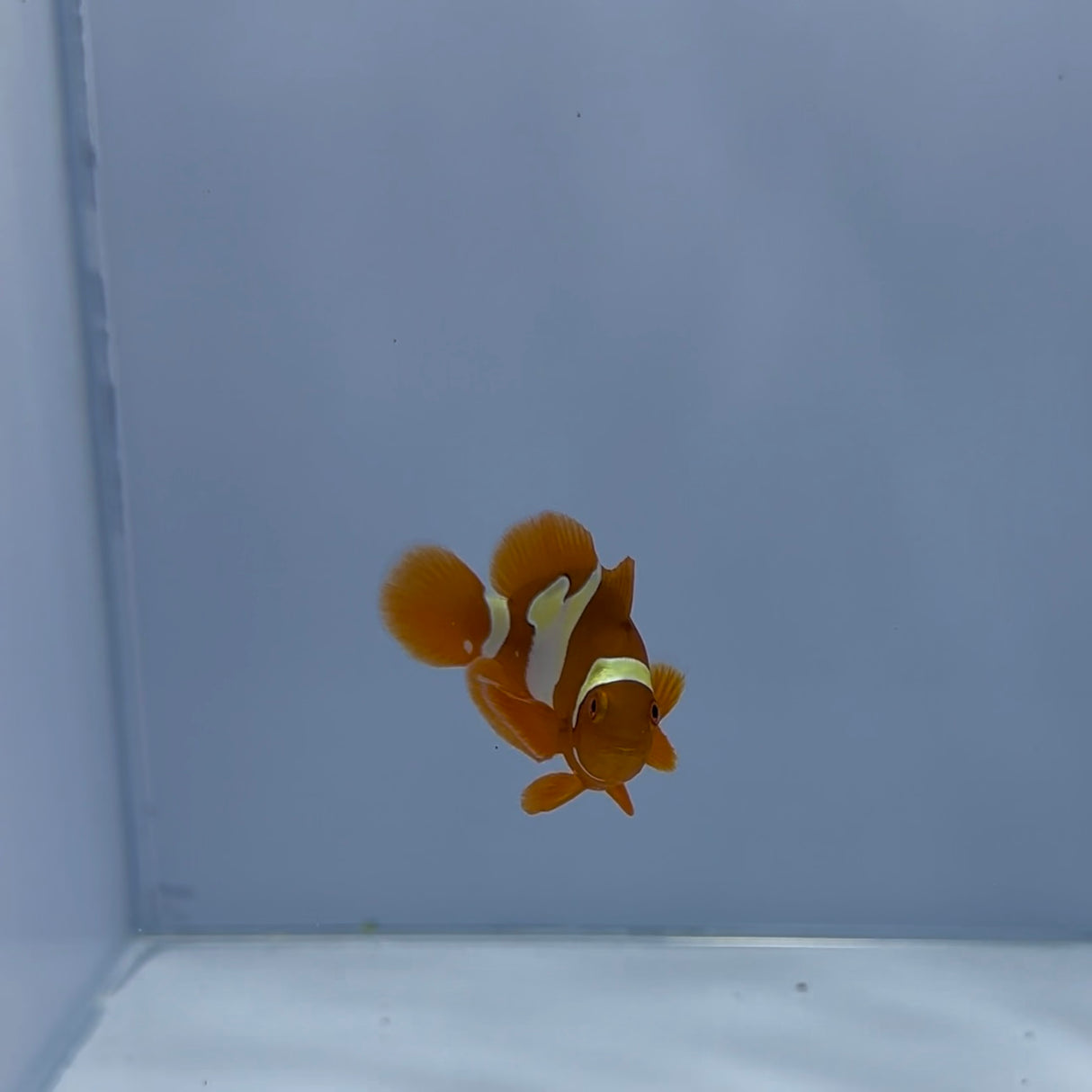 Golden Snowflake Maroon Clownfish - Top Shelf Aquatics
