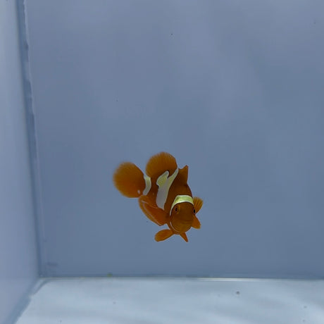 Golden Snowflake Maroon Clownfish - Top Shelf Aquatics