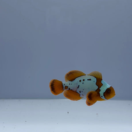 Gold X Lightning Maroon Clownfish - Top Shelf Aquatics