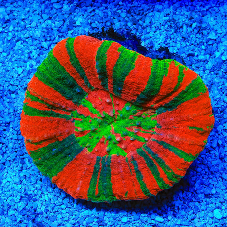 Ultra Scolymia Coral