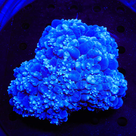 Blue Bubble Colony Coral