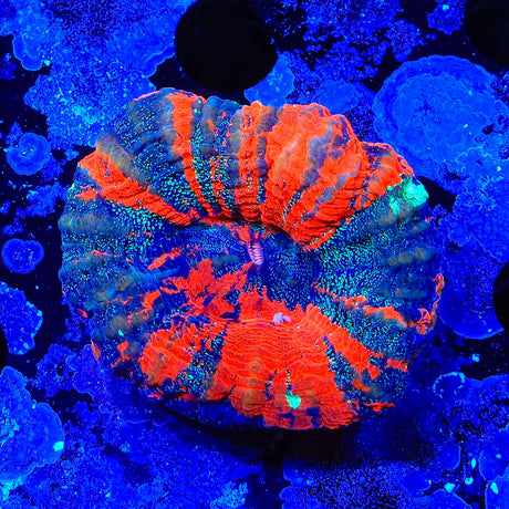 Warpaint Scolymia Coral