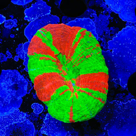 Bleeding Apple Scolymia Coral